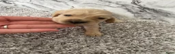 Cockerdor dogs for sale: Cockerdor Puppys 🐾 - Advert 8
