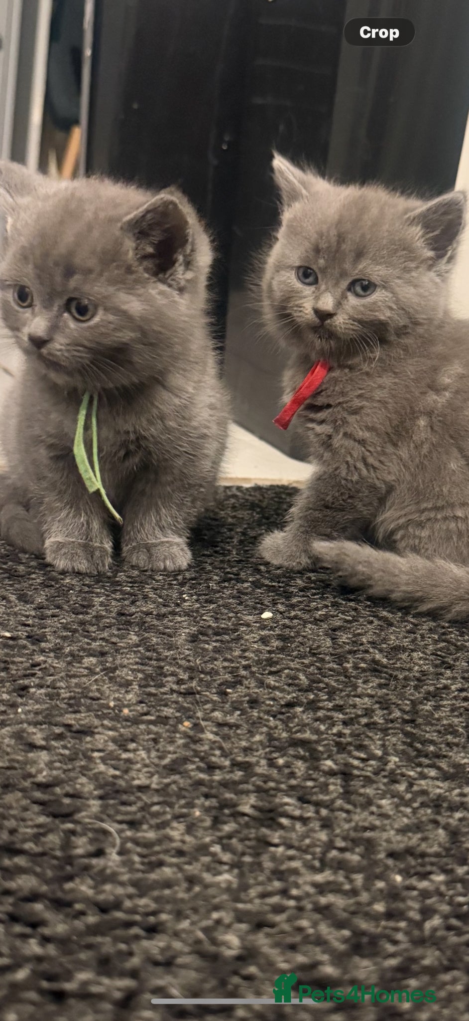 British Shorthair cats British shorthair kittens  - Advert 6