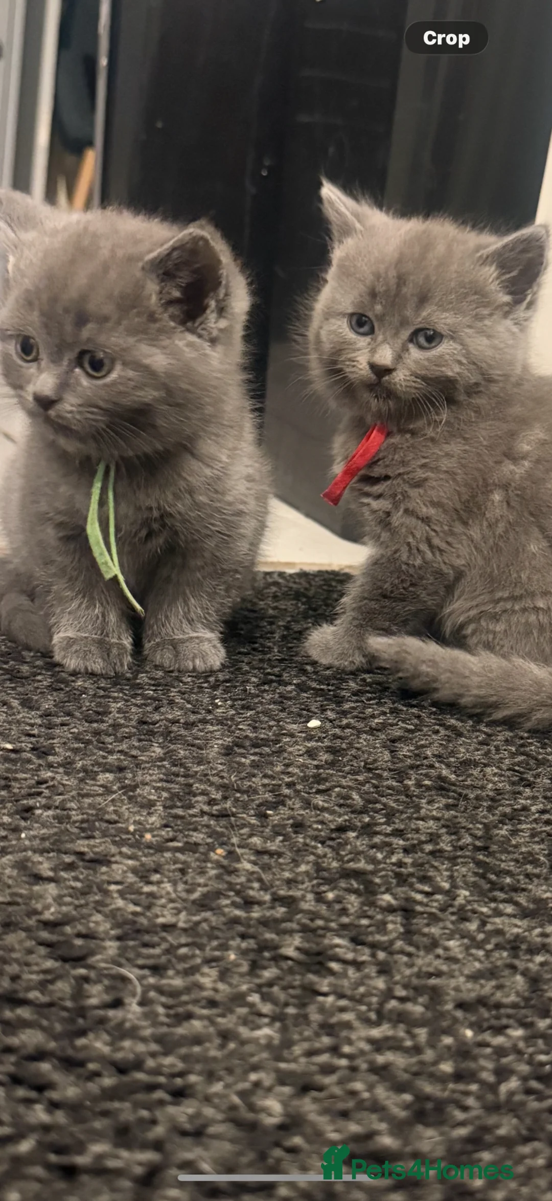 British Shorthair cats for sale: British shorthair kittens  - Advert 1