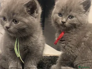 British Shorthair cats British shorthair kittens - Advert 6