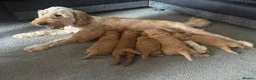 Mixed Breed dogs for sale: Outstanding litter of double doodles  - Advert 9