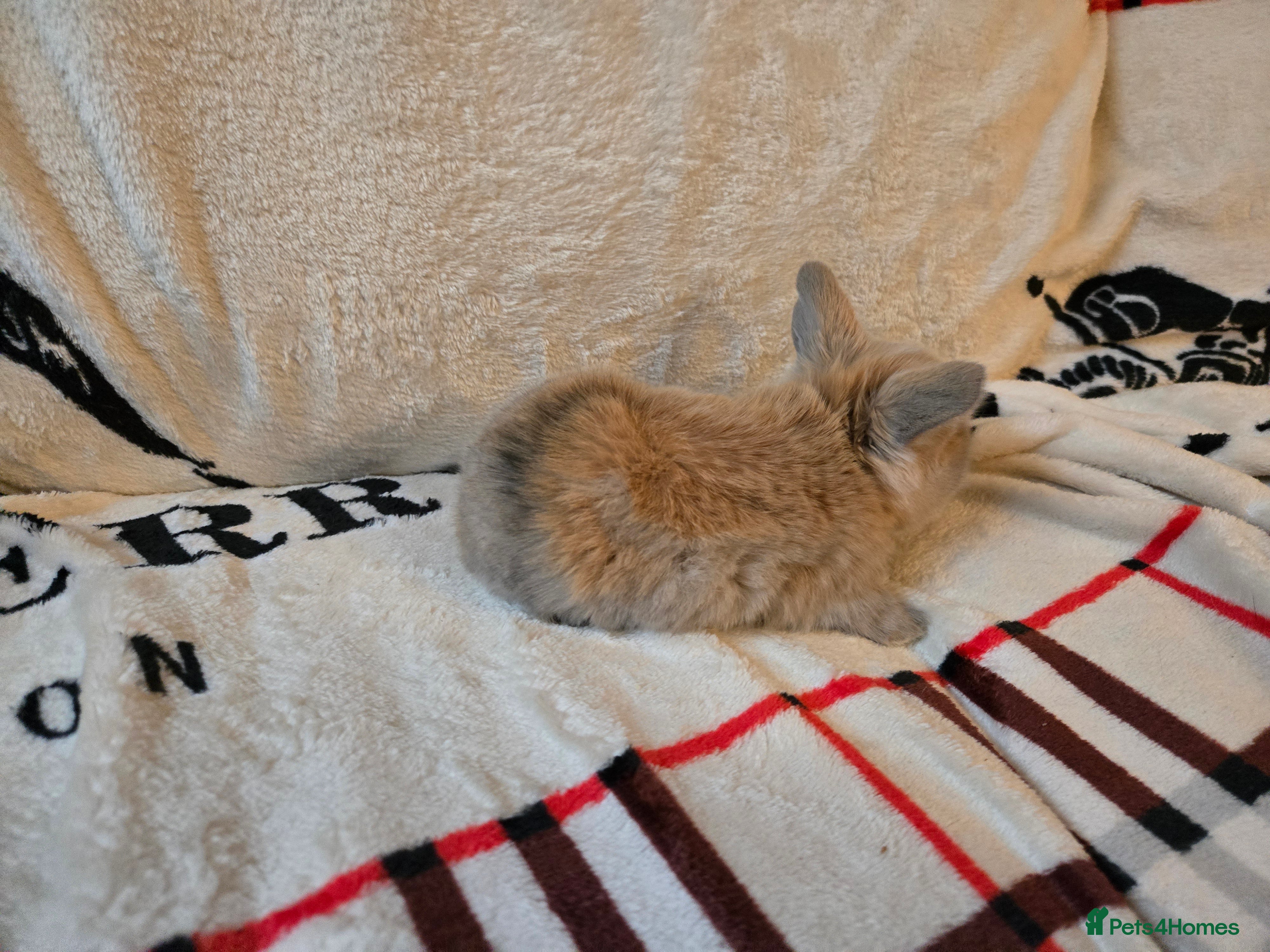 Mini Lop rabbits Stunning mini lops ready to secure. - Advert 1