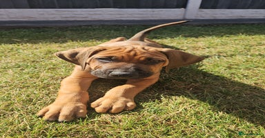 Rhodesian Ridgeback dogs - Advert 2