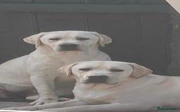 Labrador Retriever dogs for sale: Chunky Yellow puppies arrived 29th October. - Image 9