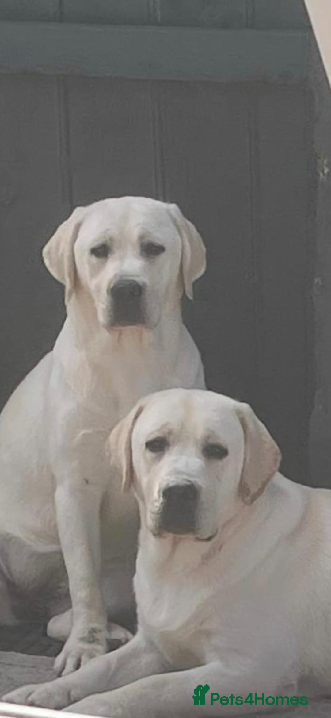 Labrador Retriever dogs for sale: Chunky Yellow puppies arrived 29th October. - Image 9