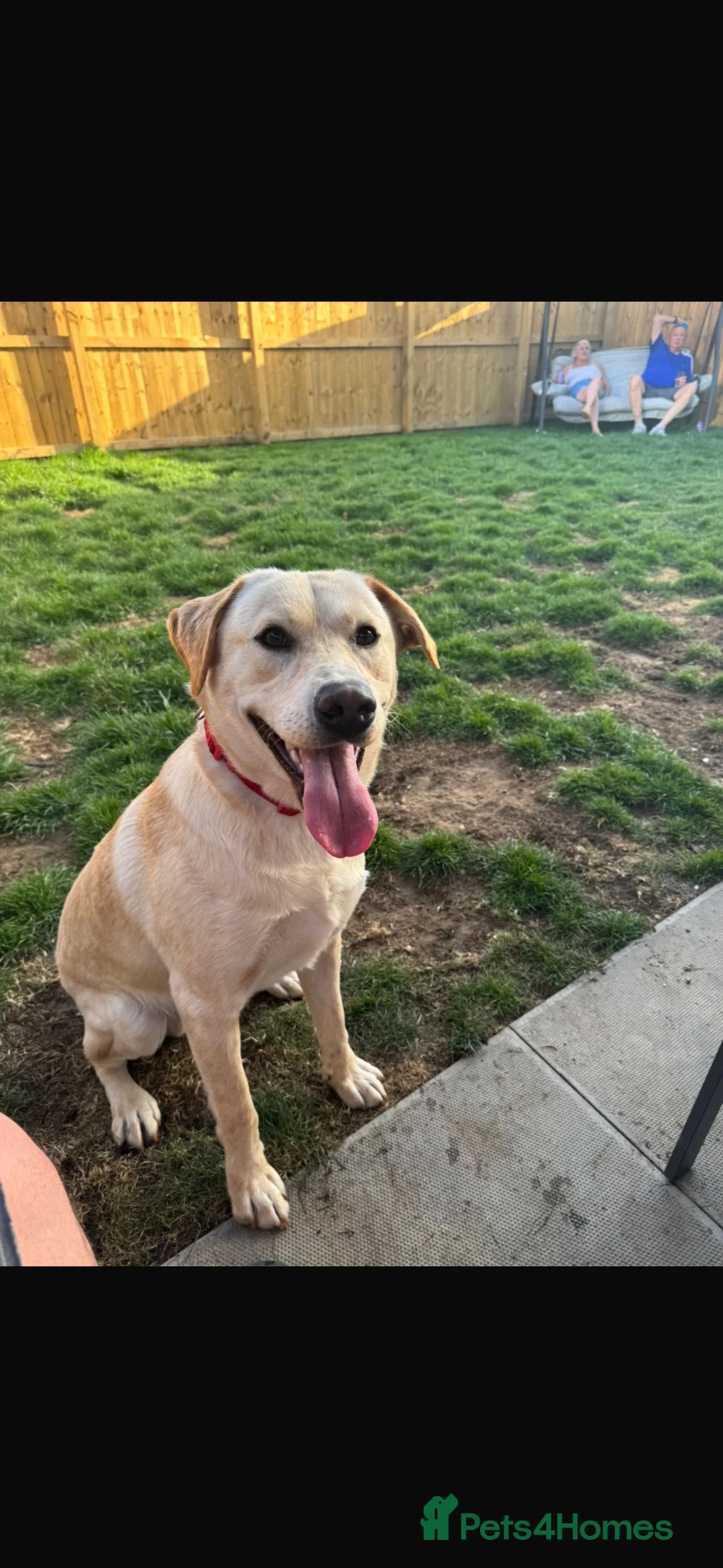 Labrador Retriever dogs for sale: Trained 12 month old male Labrador  in Sheffield - Advert 5