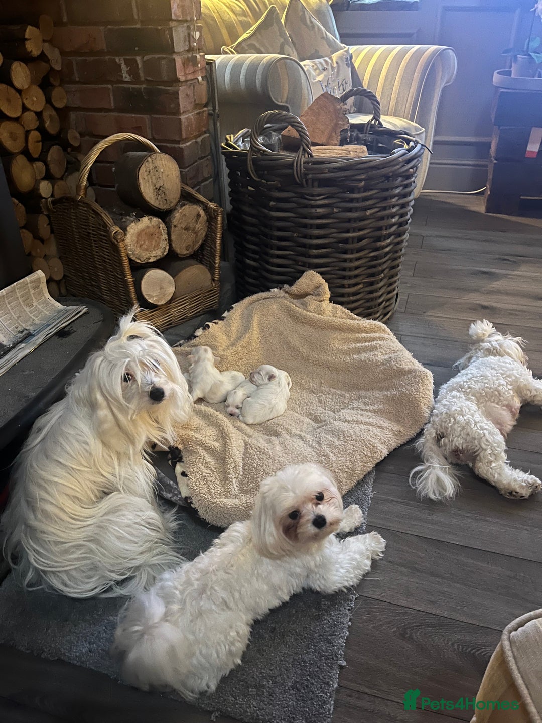 Maltese dogs for sale: Maltese puppies  - Advert 6