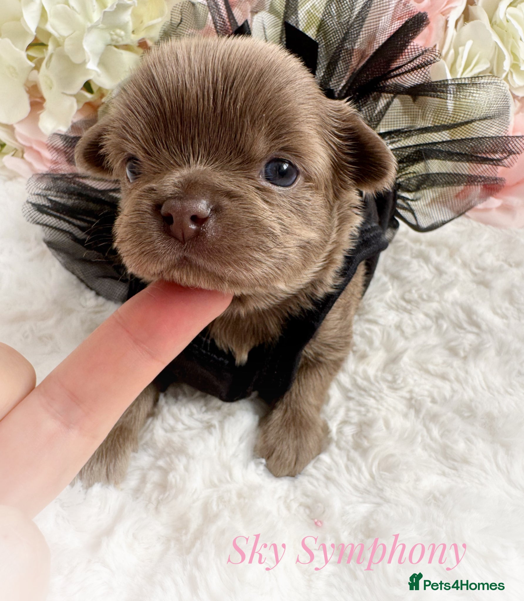 Chihuahua dogs KC chocolate and lilac long coat quality puppies  - Advert 1