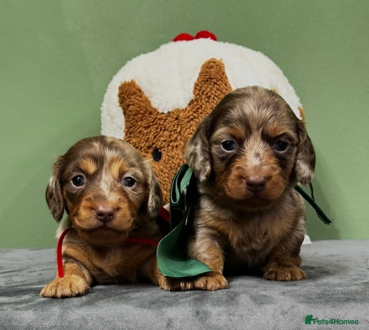 Miniature Dachshund dogs Kc Registered Miniature Dachshund puppies - Advert 4