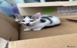 Mixed Breed cats for sale: TWO LEFT! Beautiful kittens ready for 5/10/25 - Image 23