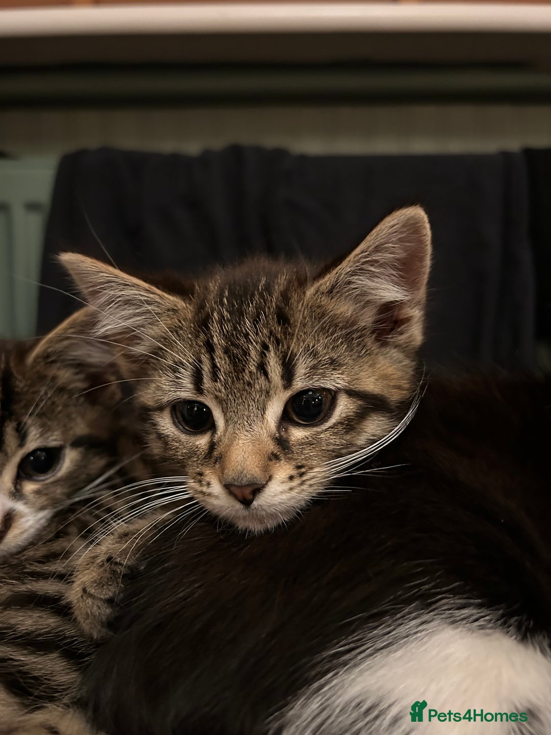 Mixed Breed cats for sale: Gorgeous, playful little kittens - Image 3