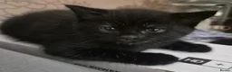 British Shorthair cats for sale: 3 Gorgeous Babies looking for their forever homes. - Advert 9