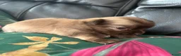 Chihuahua dogs for sale: Stunning Long Haired Chihuahua Puppies - Advert 23