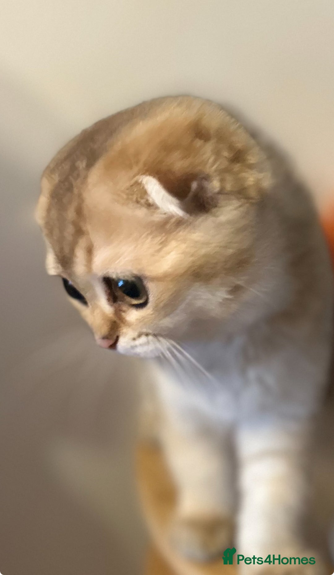 Scottish Fold cats for sale: Beautiful Gold chinchilla girl - Image 5