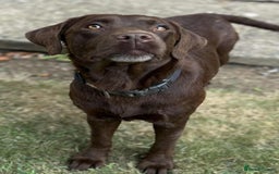 Labrador Retriever dogs for sale: 2 Pedigree Chocolate Male lab puppies for sale - Image 6
