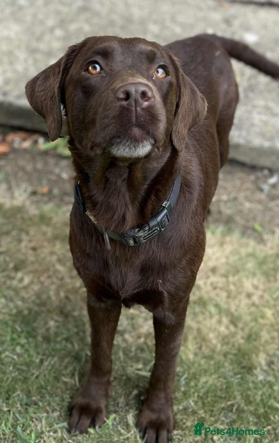 Labrador Retriever dogs for sale: 2 Pedigree Chocolate Male lab puppies for sale - Image 6
