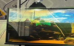 Turtle reptiles for sale: Musk turtle and full set up - Image 5
