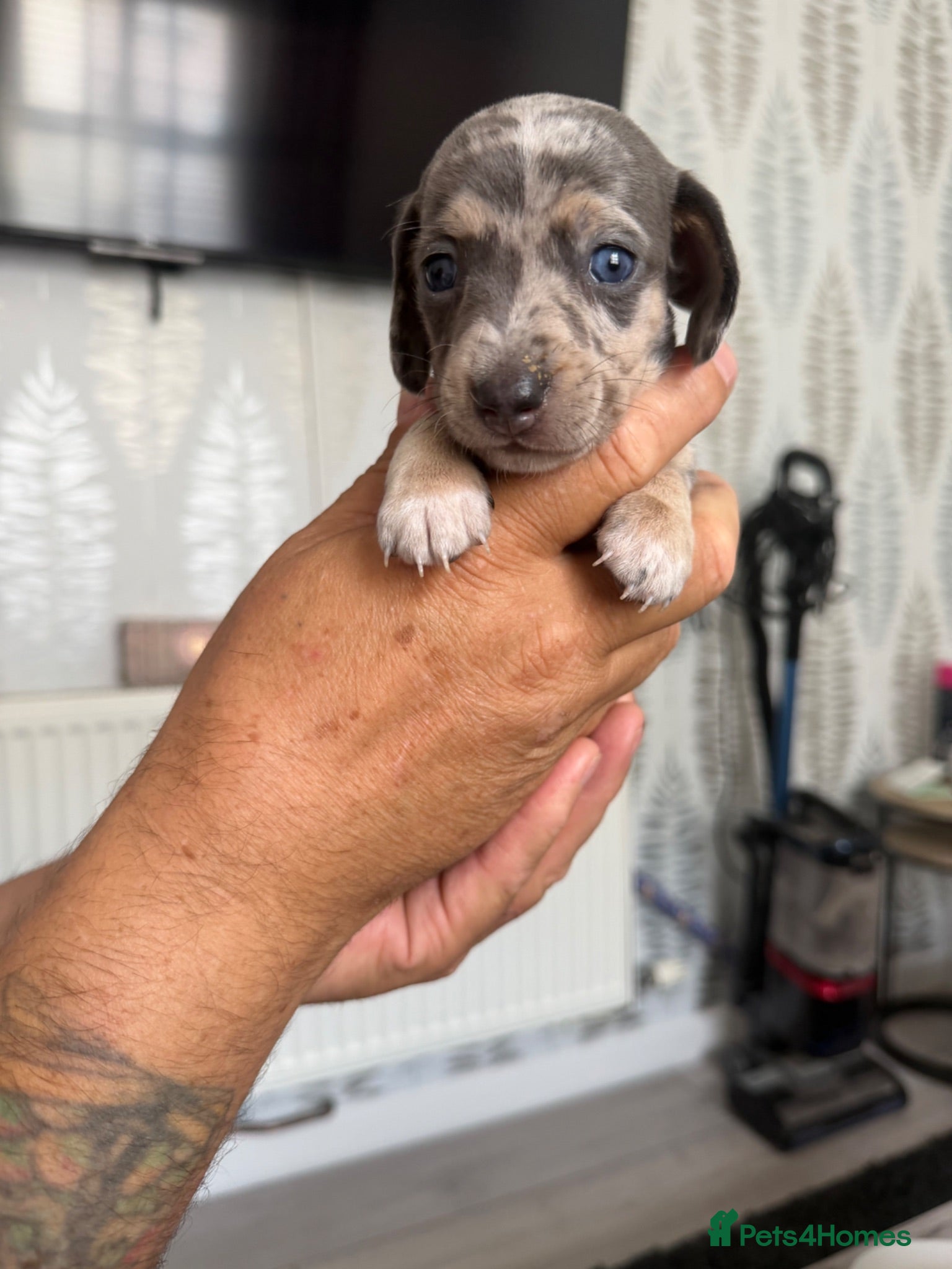 Miniature Dachshund dogs Miniature dachshund  - Advert 9