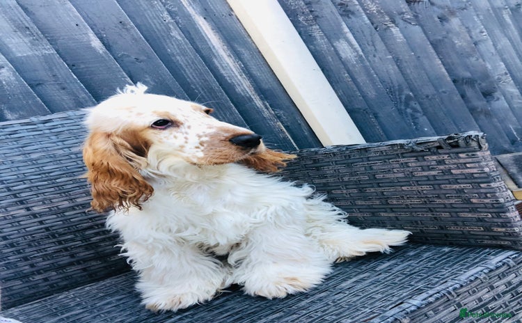 Cocker Spaniel dogs - Advert 2