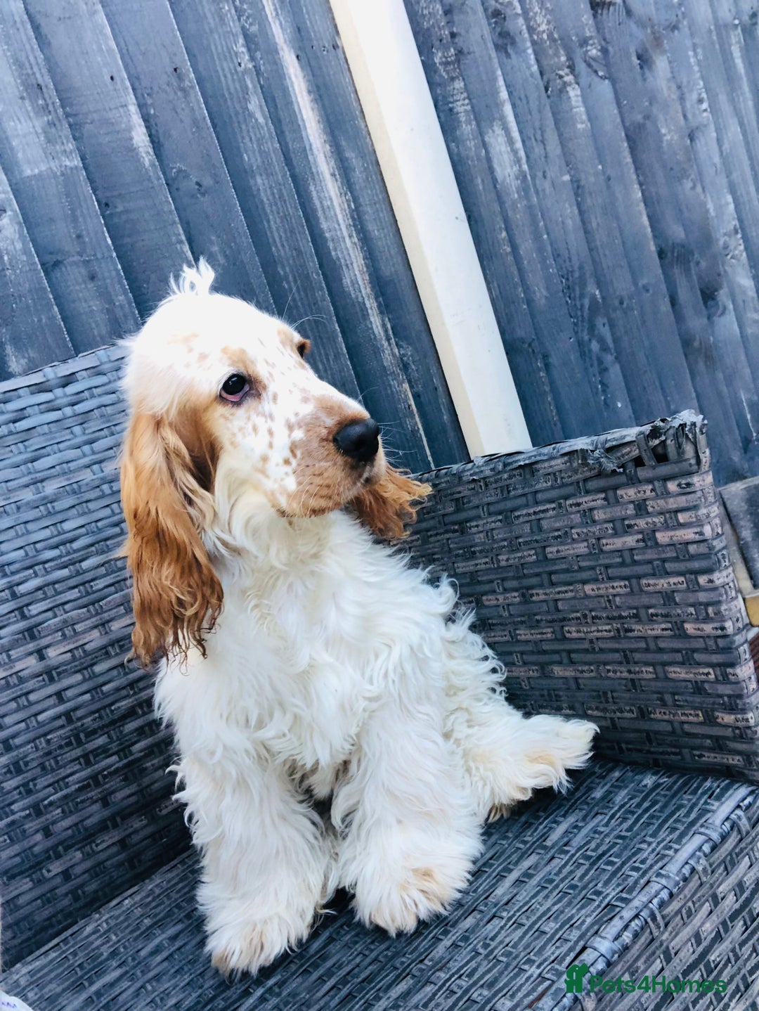 Cocker Spaniel dogs for sale: Beautiful Show Orange Roan Girl Left KC Reg  - Image 1
