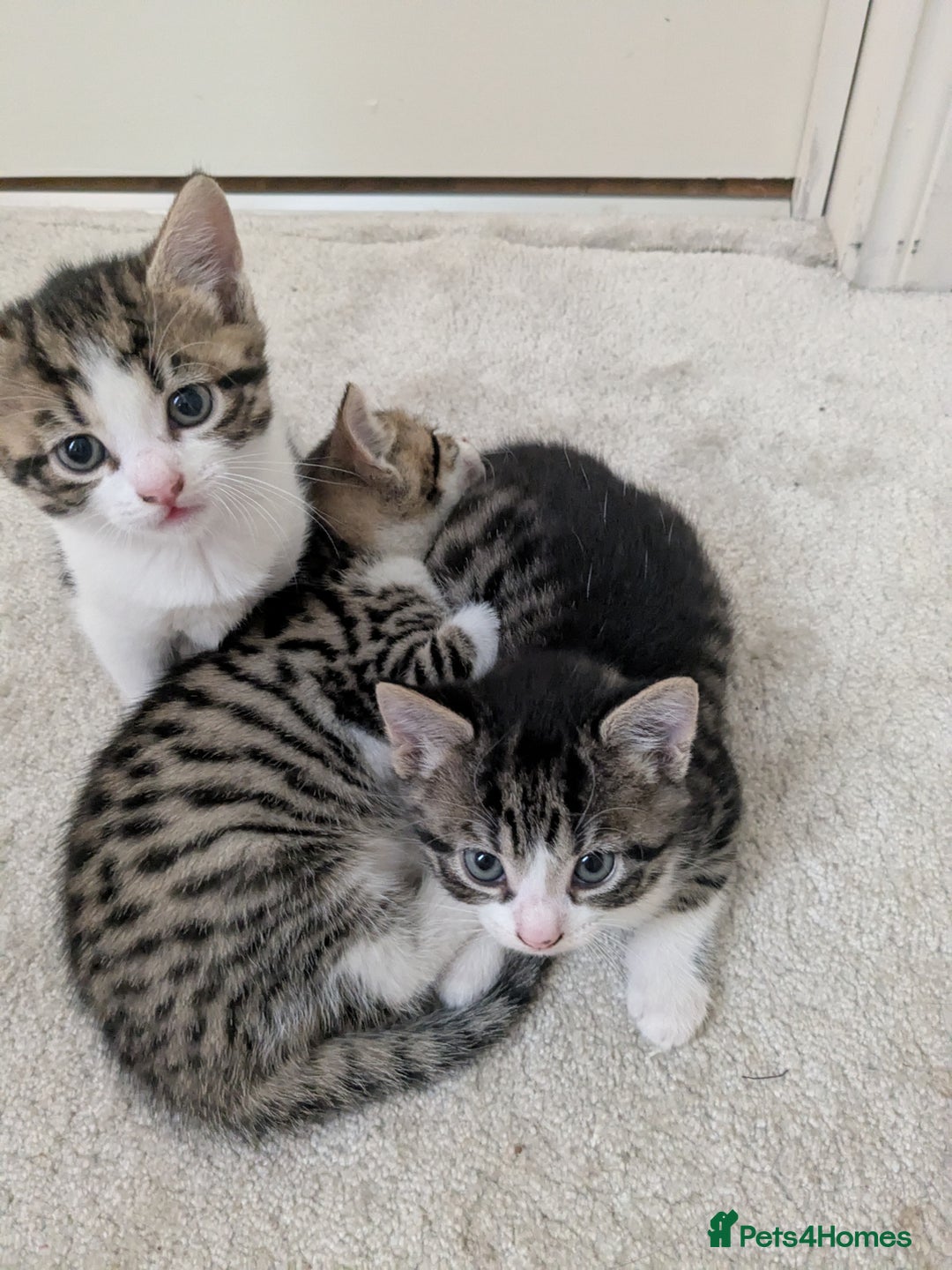 Mixed Breed cats for sale: Kittens looking for a loving home! - Image 7