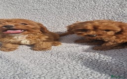 Cavapoo dogs for sale: Exquisite little cavapoos ready to go! - Image 6