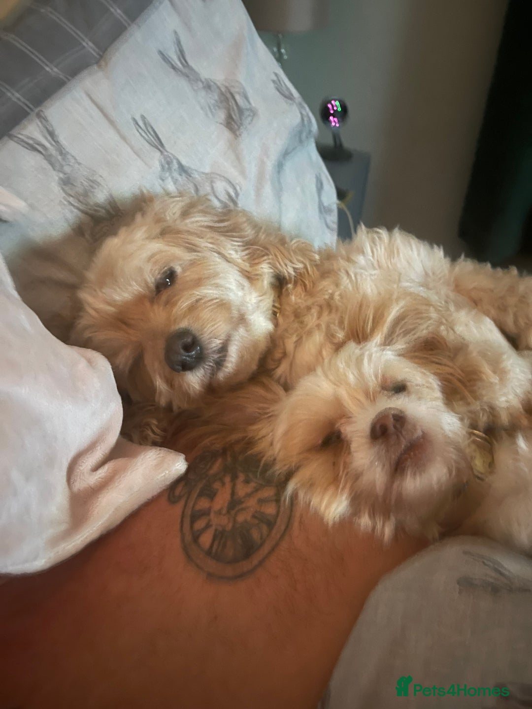 Cockapoo dogs for sale: Male cockapoo 7 months old - Advert 3