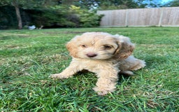 Cockapoo dogs for sale: Rare coloured show type blue eyed cockapoos - Image 2
