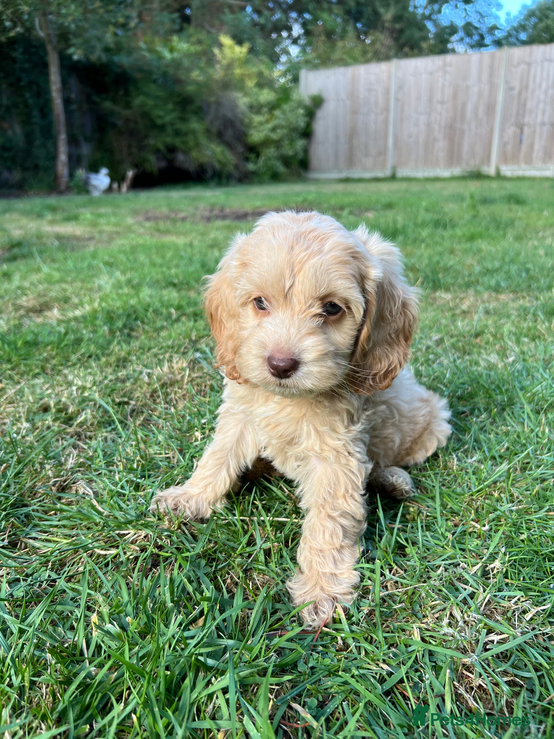 Cockapoo dogs for sale: Rare coloured show type blue eyed cockapoos - Image 2