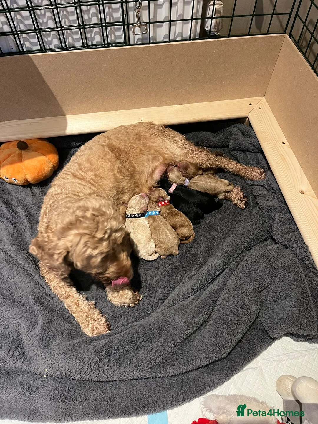 Cockapoo dogs for stud: PROVEN DNA tested Cockapoo Stud-Chocolate Merle in Stafford - Advert 31