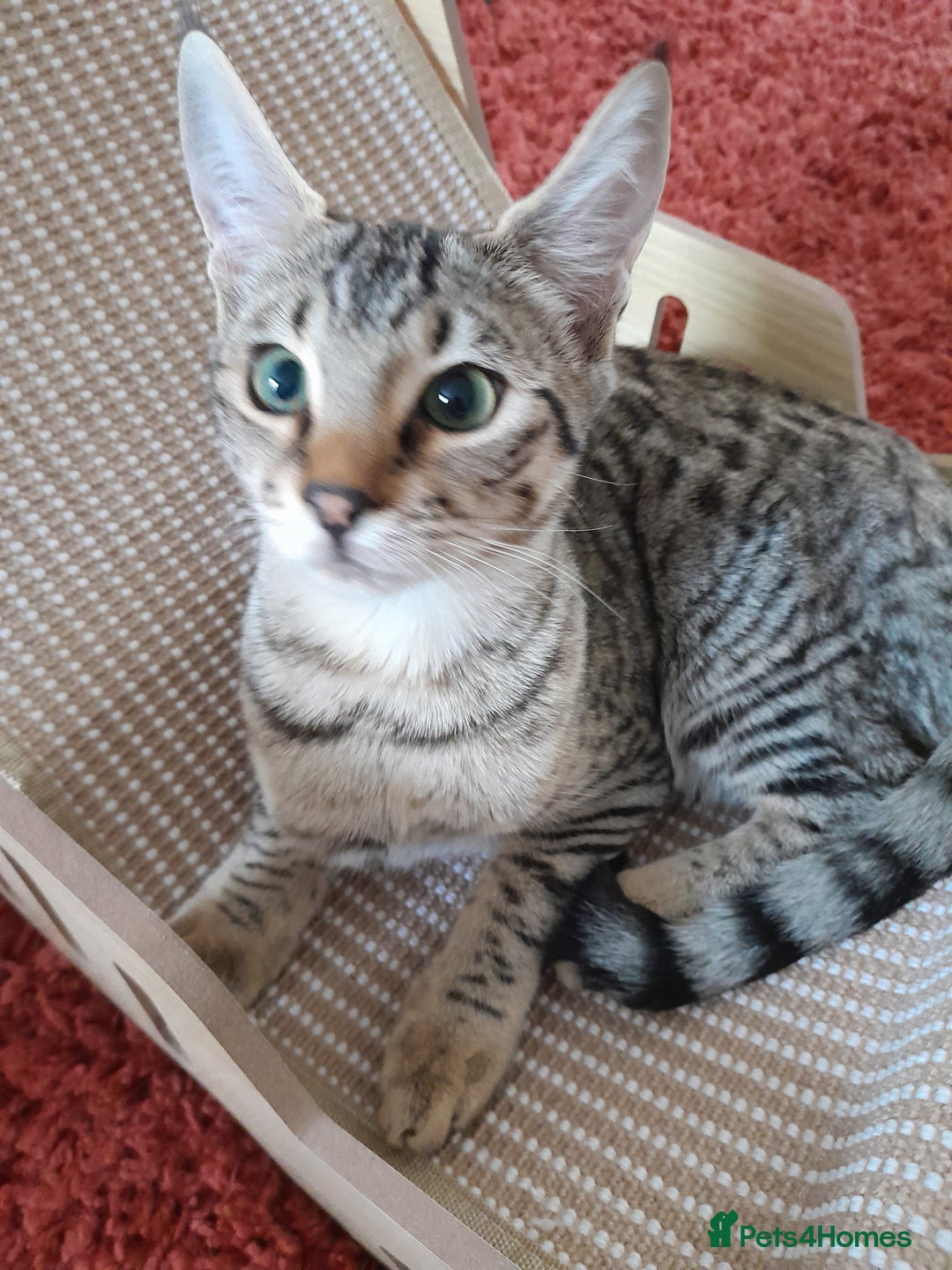 Savannah cats for sale: F5 Full Pedigree Tica Registered Girl Kitten - Image 2