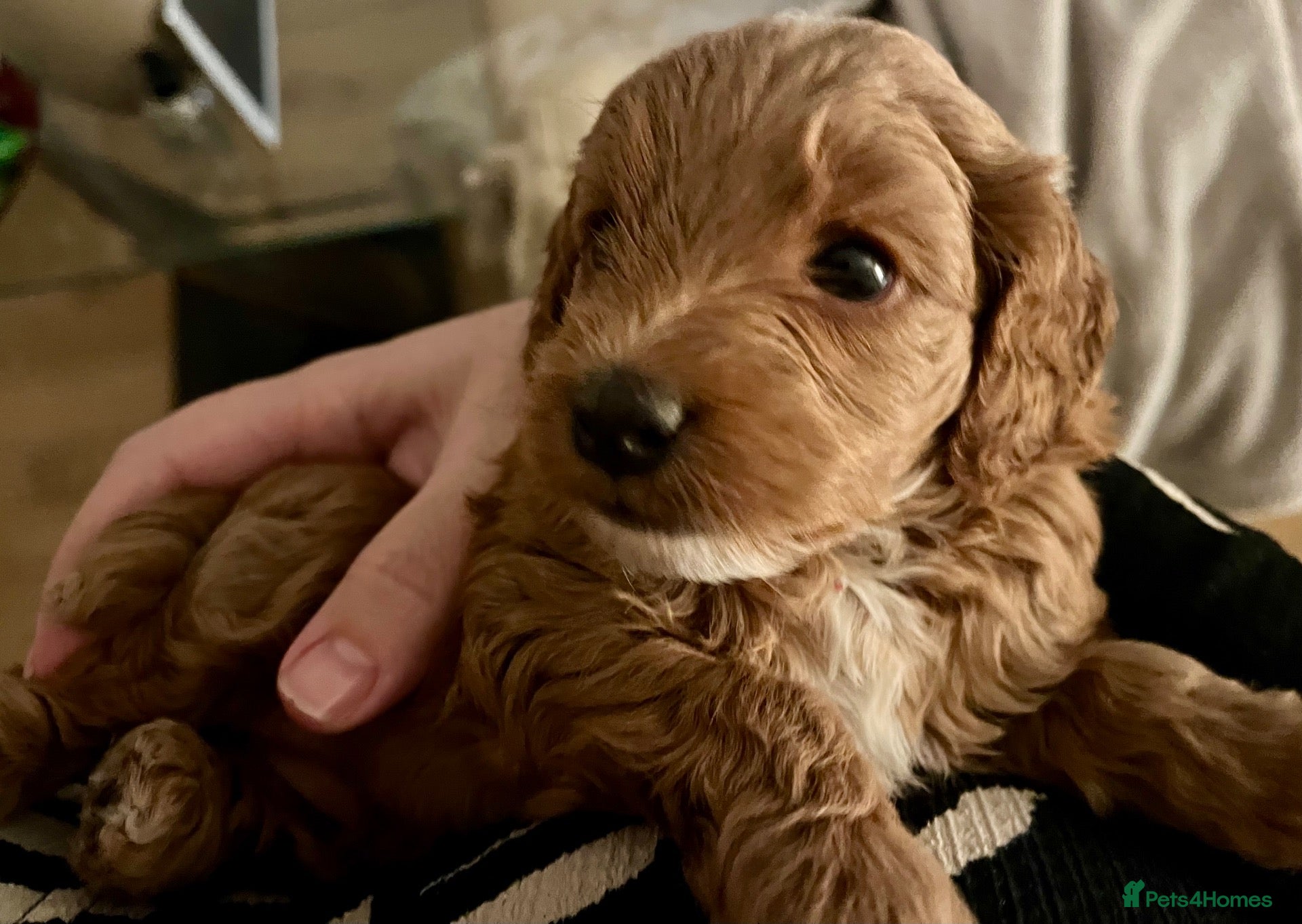 Cockapoo dogs Cockapoo Puppies  - Advert 17