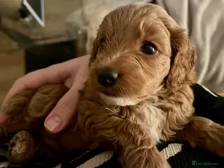 Cockapoo dogs Cockapoo Puppies - Advert 1