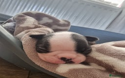 Boston Terrier dogs for sale: Boston Terrier pups - Image 8