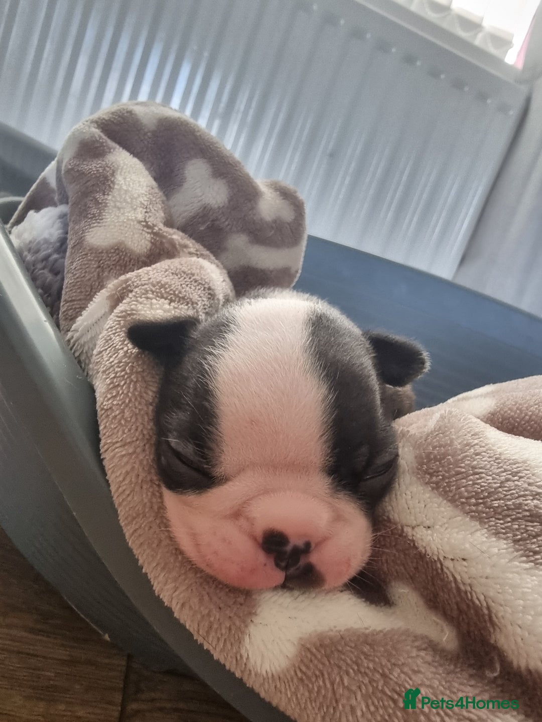 Boston Terrier dogs for sale: Boston Terrier pups - Image 8