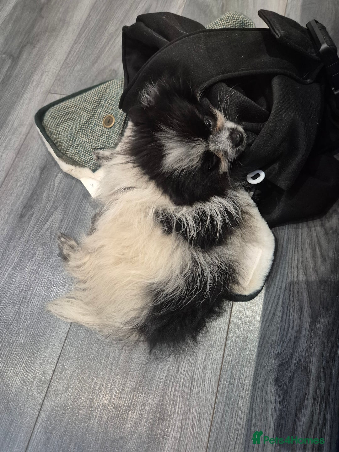 Pomeranian dogs for sale: Mini Pomeranian puppy - Advert 2