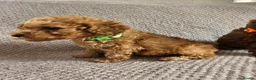 Cavapoo dogs for sale: F1b Cavapoo Puppies!!  - Advert 7