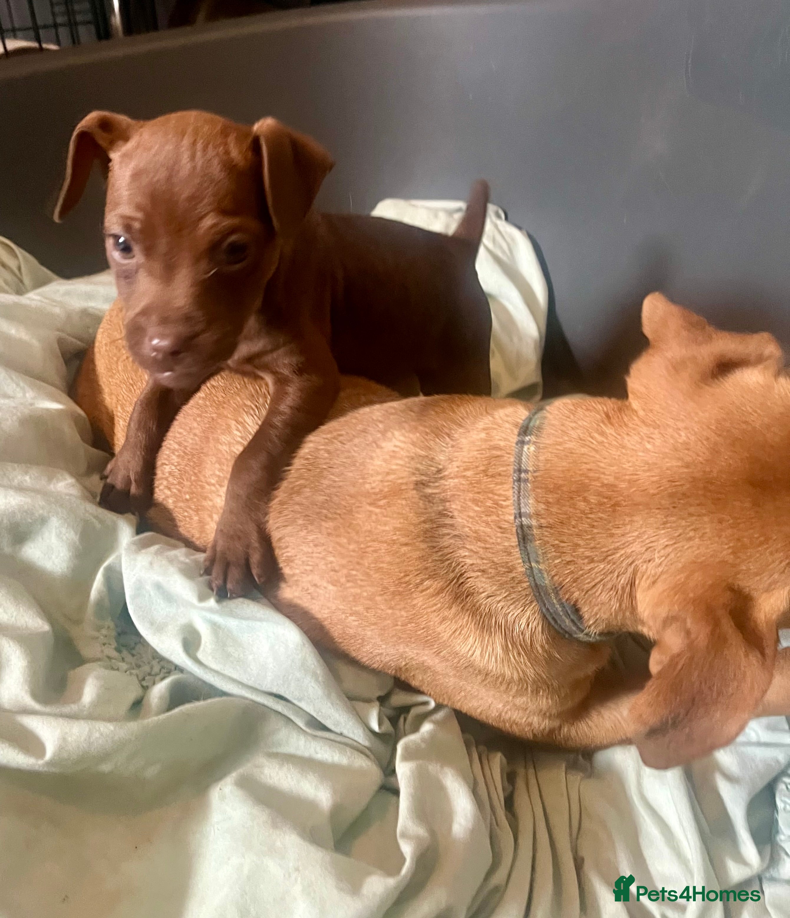 Patterdale Terrier dogs Beautiful Patterdale Bitch (docked & declawed)  - Advert 2