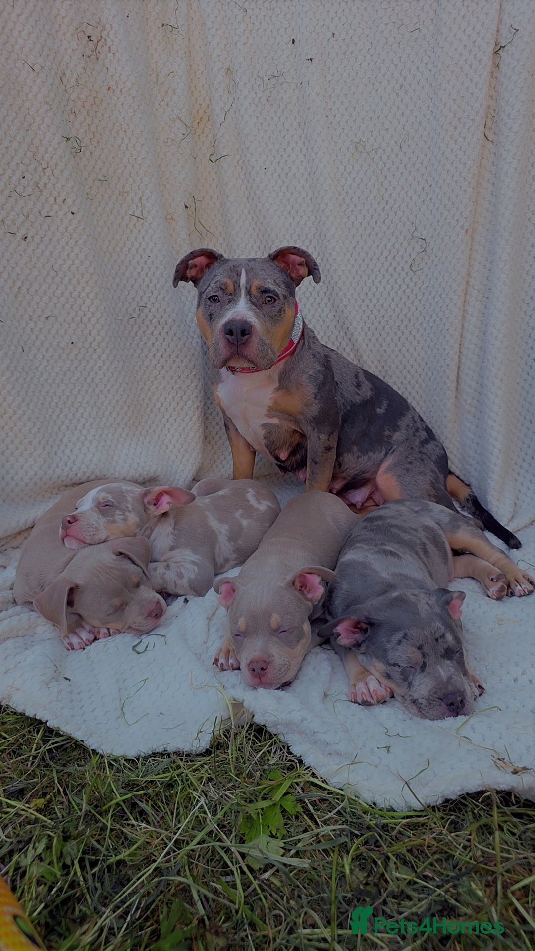 American Bully dogs for sale: ✨️💖American Bully (pocket) Puppies💖✨️ - Advert 1