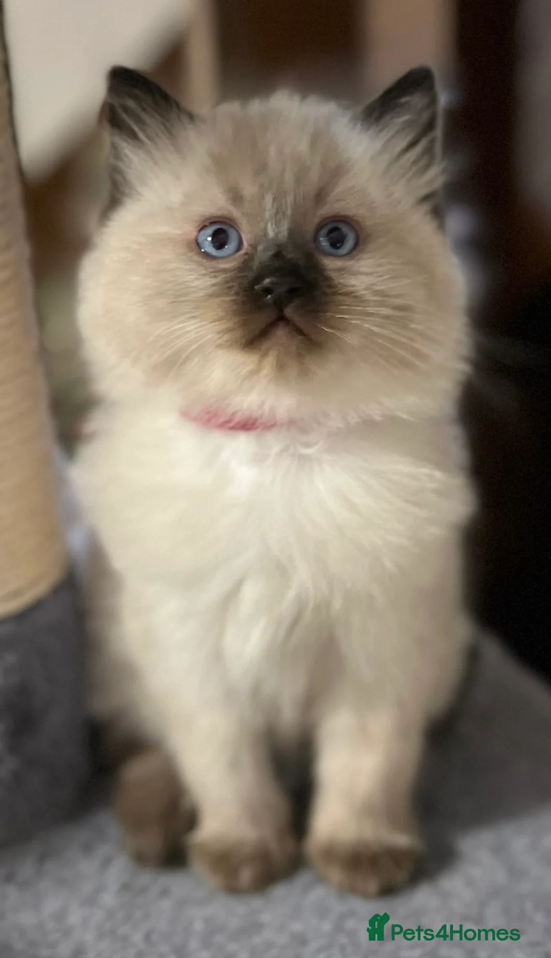 Ragdoll cats for sale: Ragdoll Kittens - Advert 19