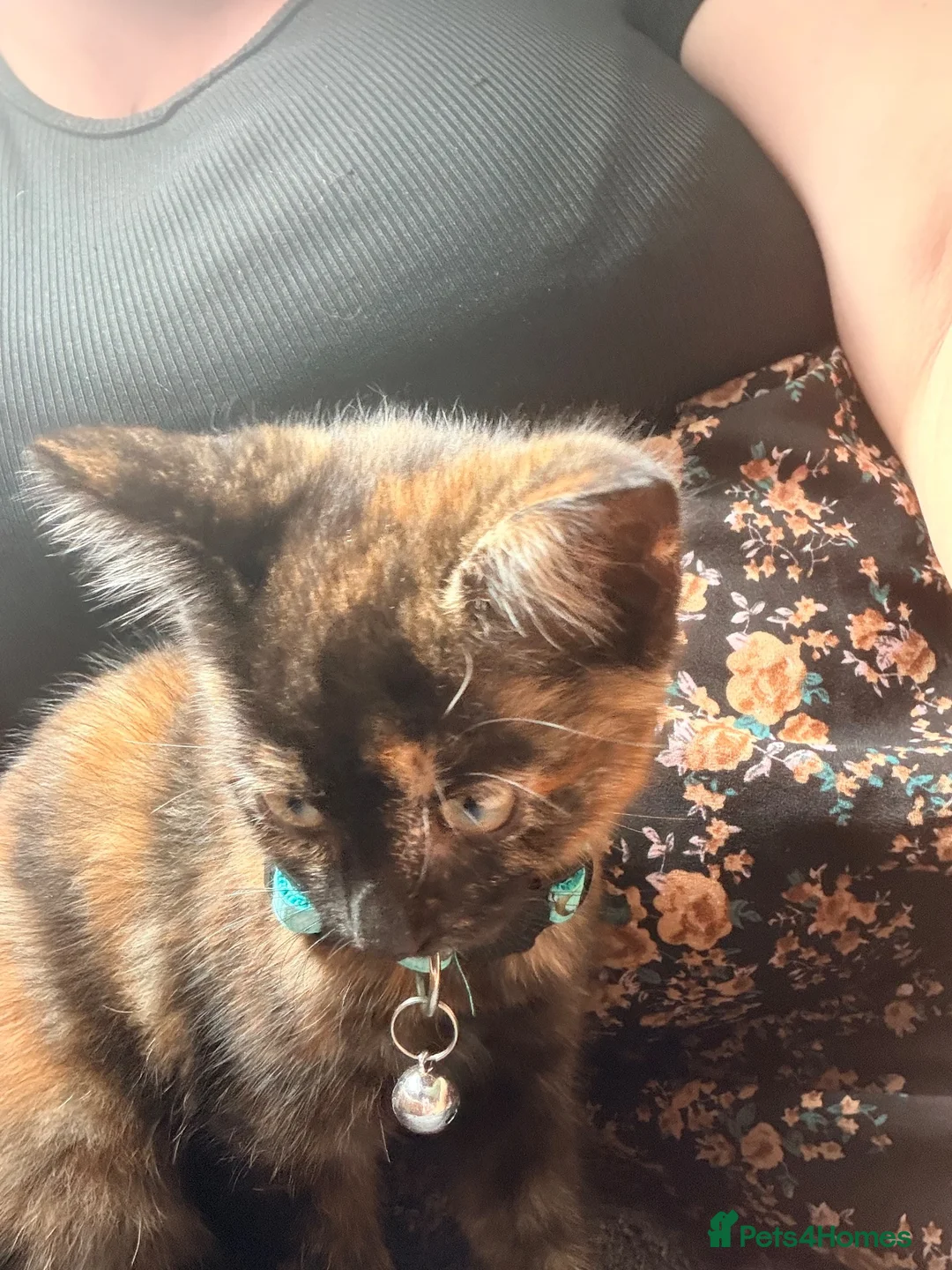 Domestic Shorthair cats for sale: Two lovely kittens looking for their forever homes - Advert 15