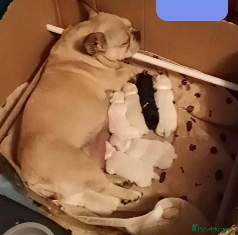 French Bulldog dogs French Bulldog Puppies For Sale, Full of Fun - Advert 5