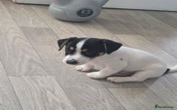 Jack Russell dogs for sale: Tricolour short legs Jack Russell  - Image 31