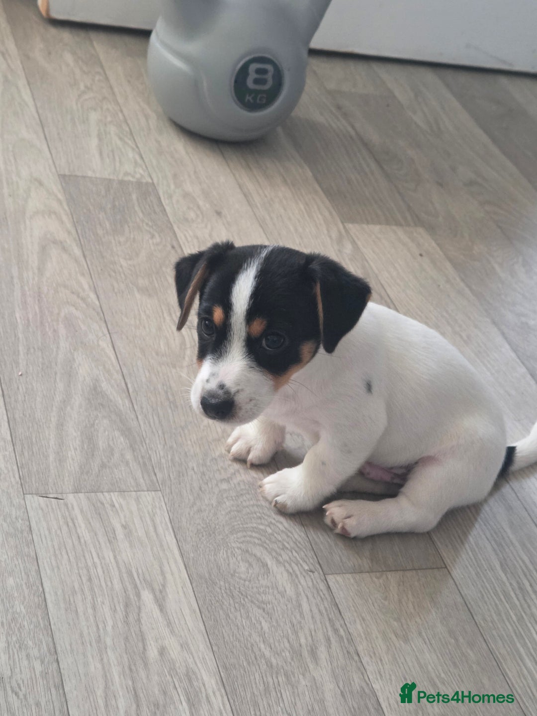 Jack Russell dogs for sale: Tricolour short legs Jack Russell  - Image 31