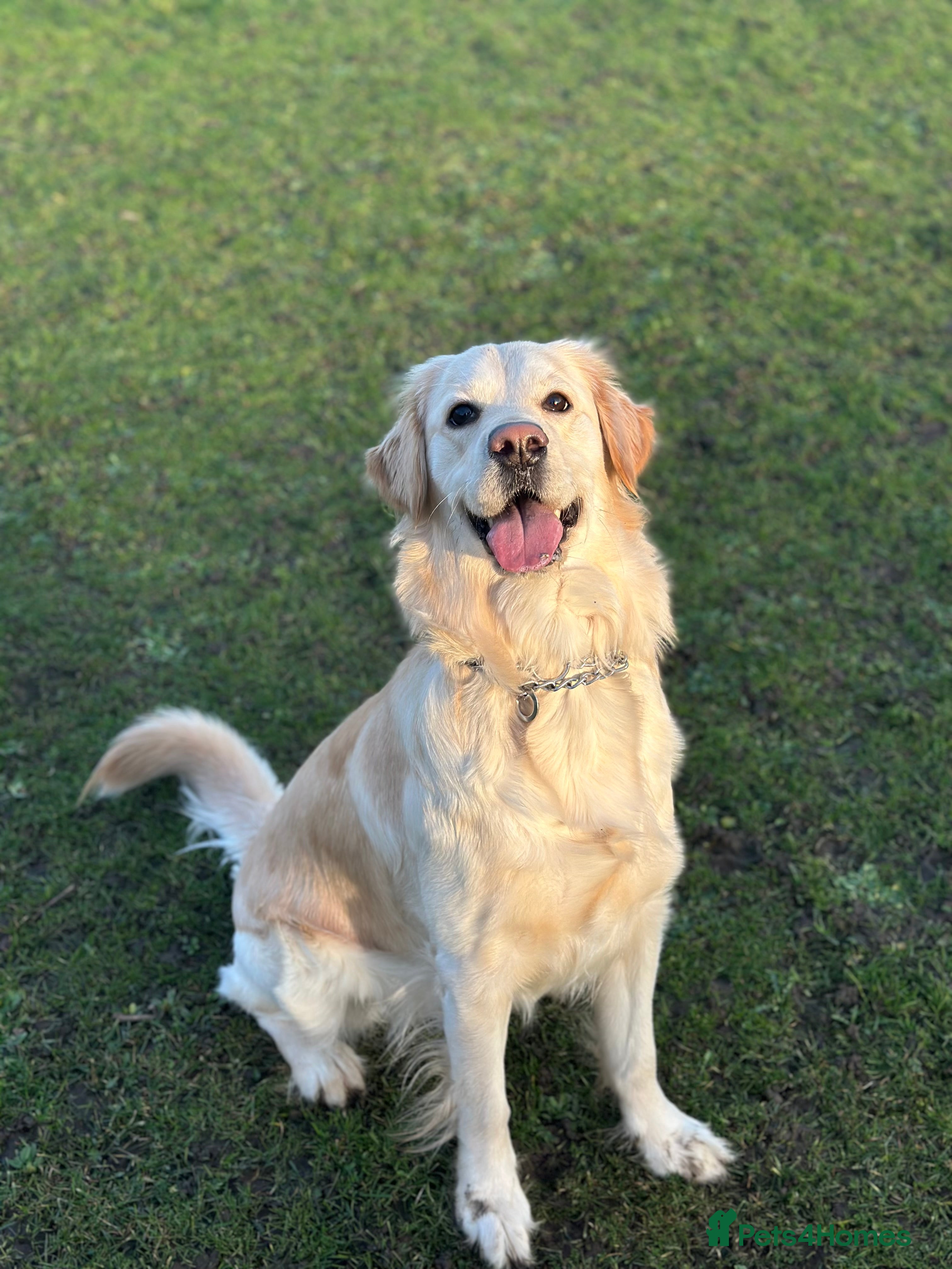 Golden Retriever dogs Golden Retriever Female Looking for Stud - Advert 9