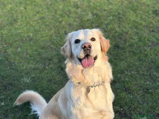 Golden Retriever dogs Golden Retriever Female Looking for Stud - Advert 9