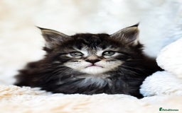 Maine Coon cats for sale: ✨BLUE FEMALE KING-SIZE MAINE COON CUB✨ - Image 13