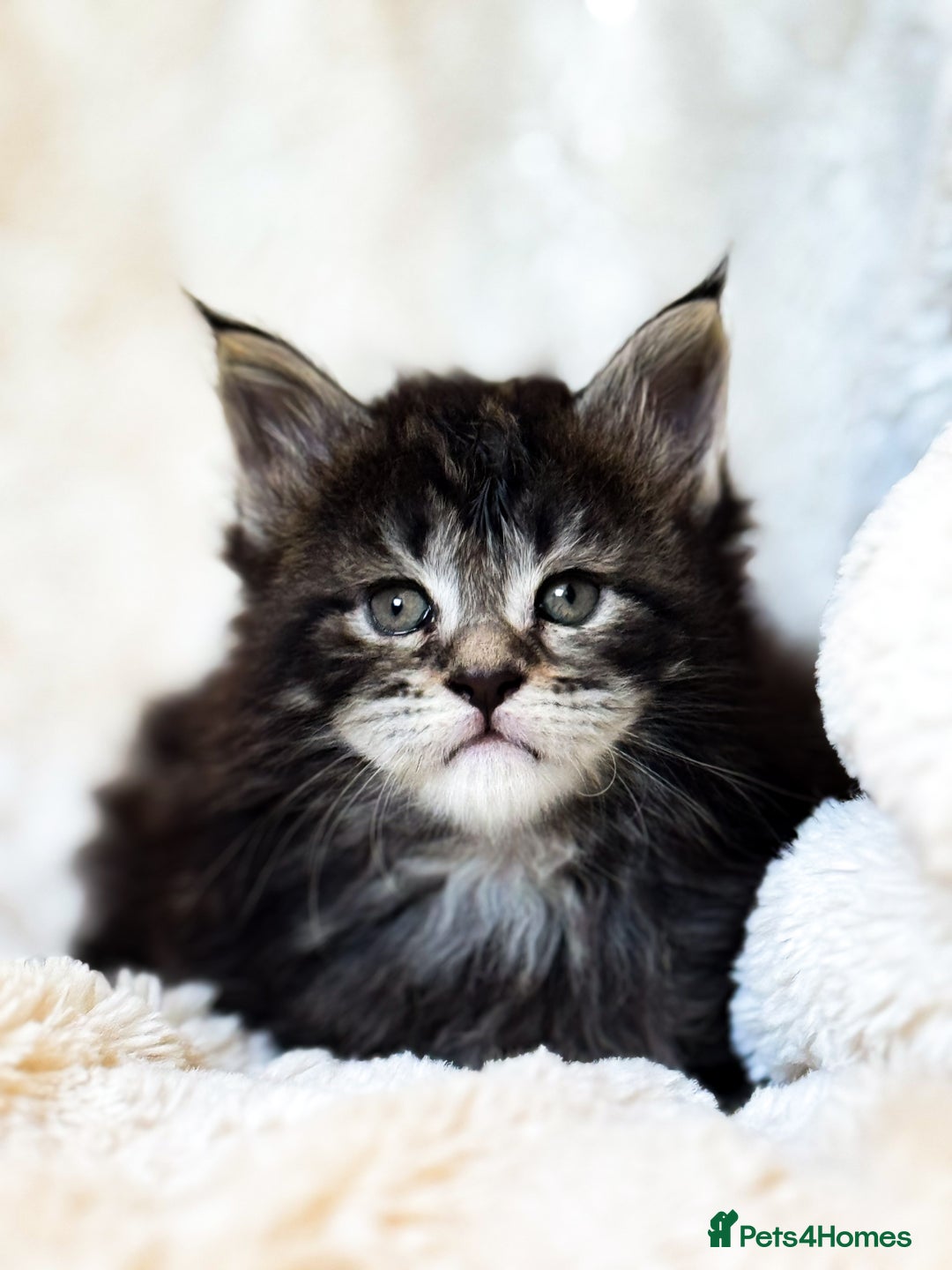 Maine Coon cats for sale: ✨BLUE FEMALE KING-SIZE MAINE COON CUB✨ - Image 13