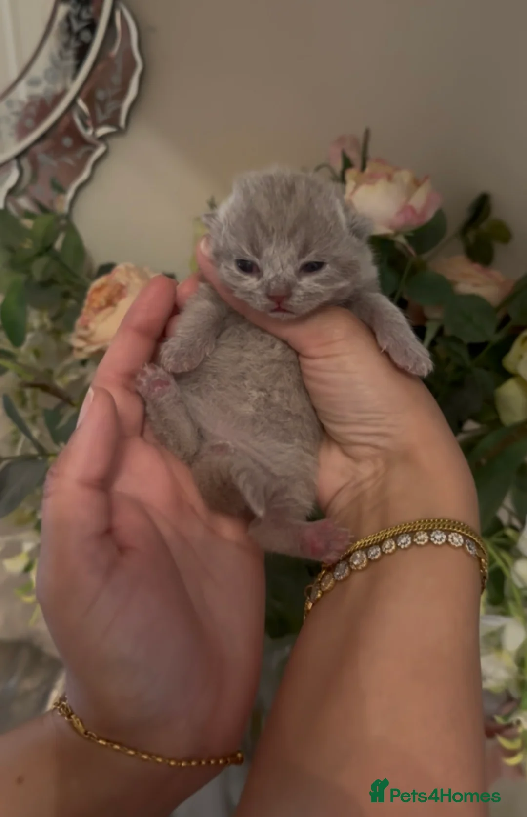 British Shorthair cats for sale: Male chunky lilac british short hair kitten in Birmingham - Advert 1