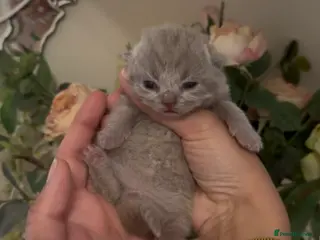 British Shorthair cats Male chunky lilac british short hair kitten - Advert 2